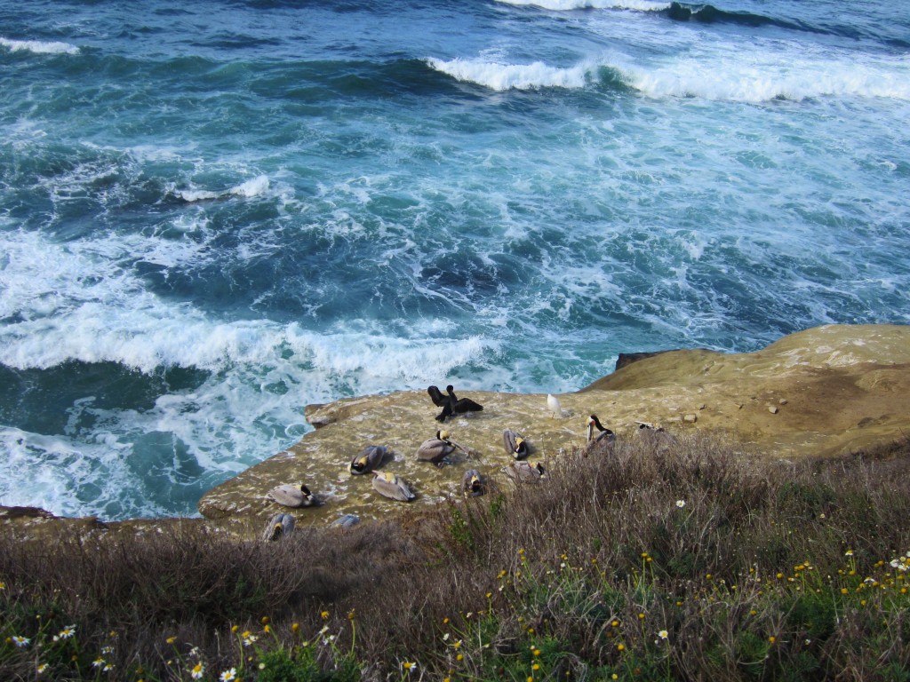 Pelikany w La Jolla, fot. Zofia Górka