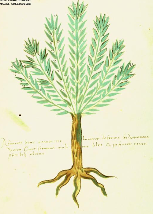 Rozmaryn na ilustracji w szesnastowiecznym włoskim zielniku.