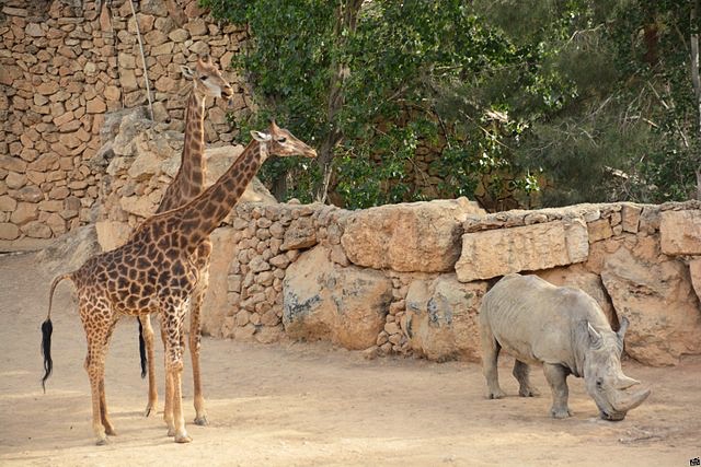 Zoo w Jerozolimie, fot. Lehava Beit Shemesh via the PikiWiki - Israel free image collection project