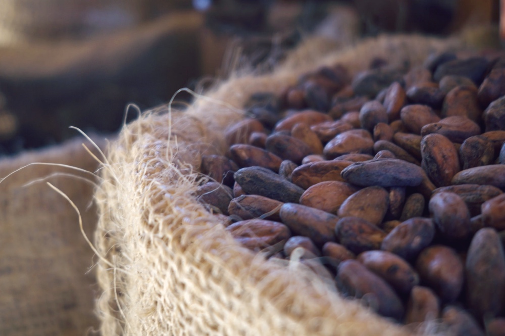 Ziarna kakao, fot. Giulian Frisoni / Flickr, CC BY 2.0