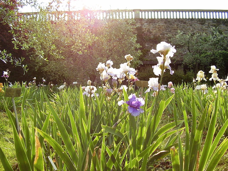 Giardino dell'iris, fot. Sailko / Flickr