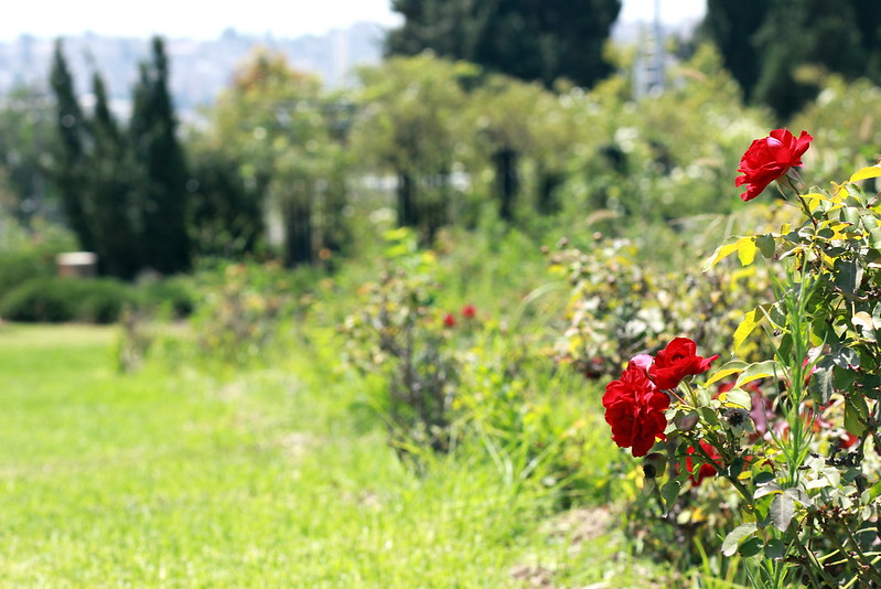Wohl Rose Garden, Yair Aronshtam / Flickr, CC BY-SA 2.0 
