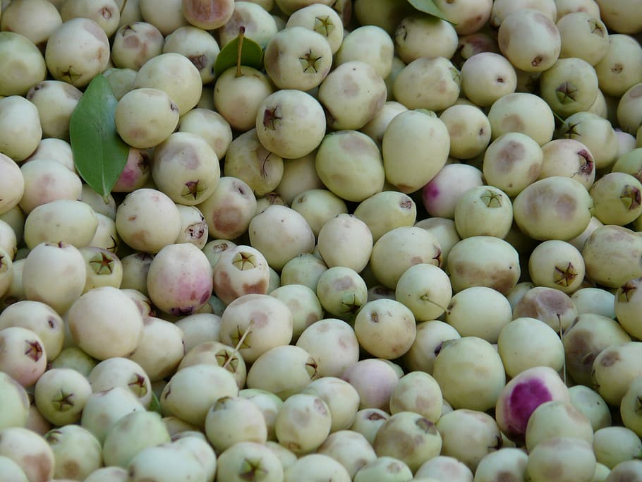 Nietypowa barwa białych oliwek ma związek z mutacją wpływającą na proces wytwarzania antocyjanów – naturalnych barwników roślinnych. 