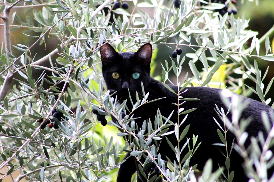 Kot w gaju oliwnym