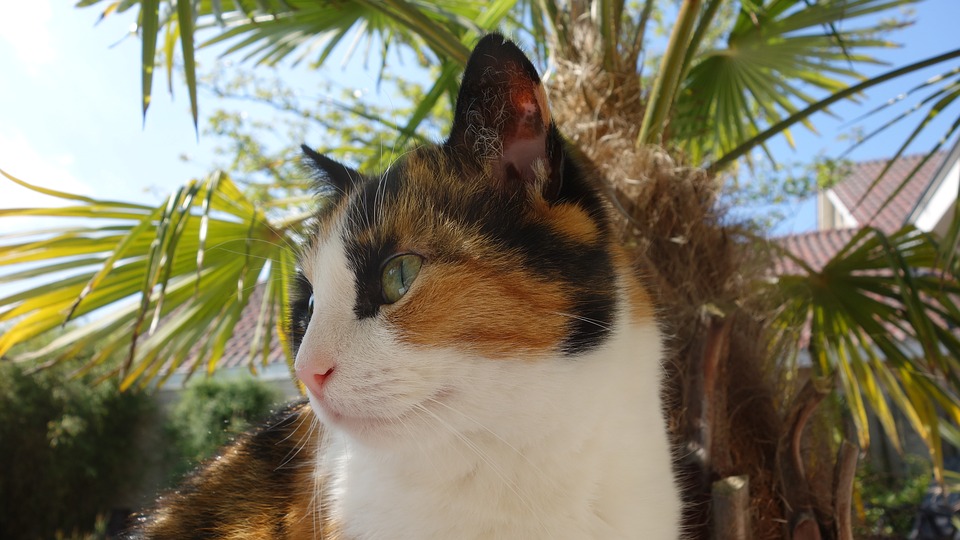 Kot pod palmą
