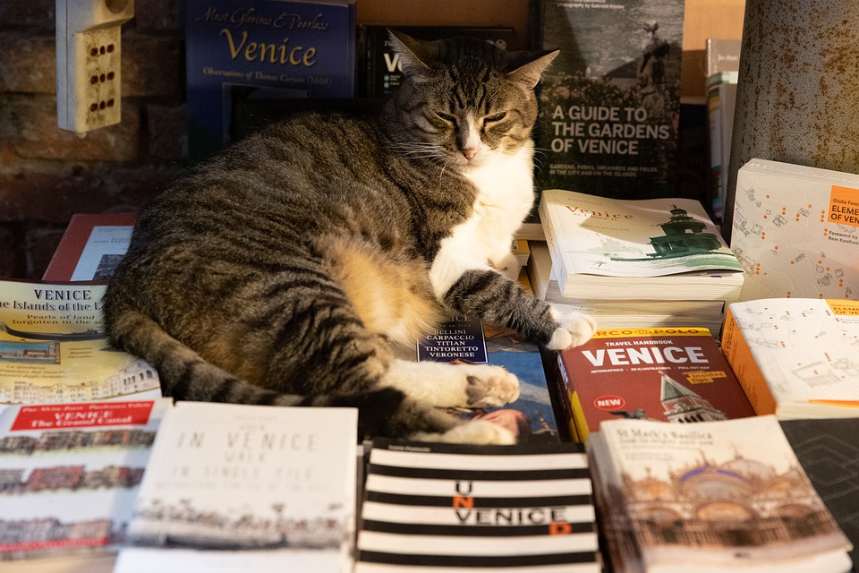 Kot w weneckiej księgarni