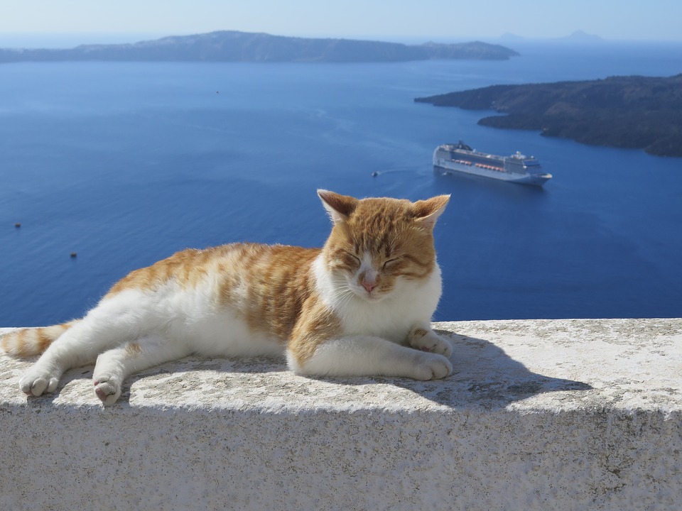 Kot na Santorini