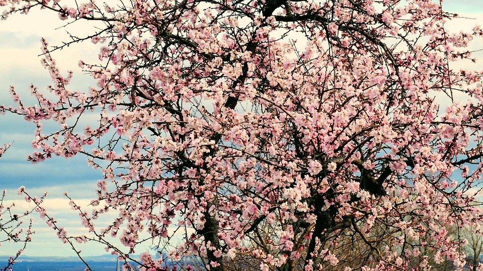 Kwitnące drzewo migdałowe