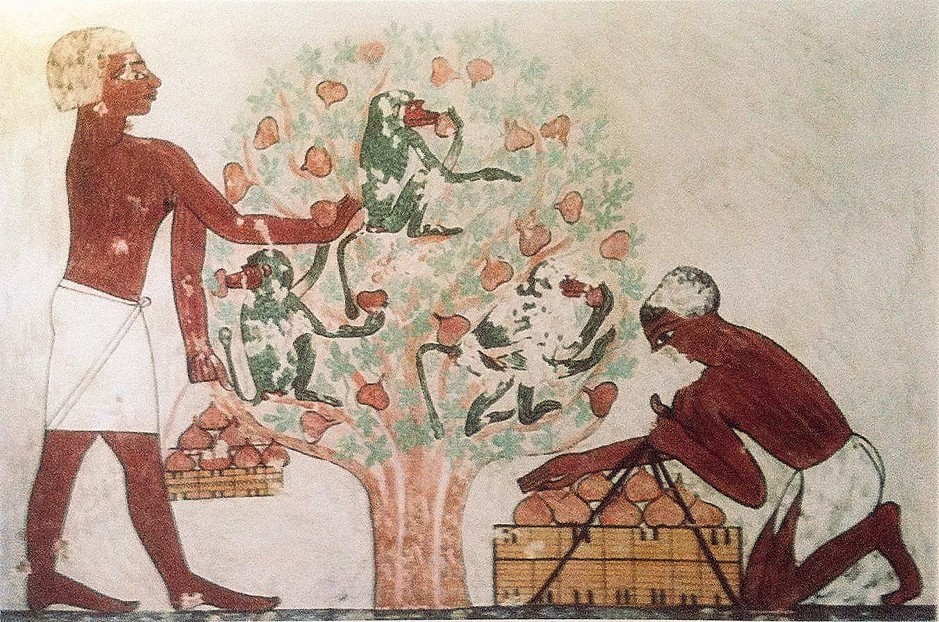 W Egipcie wzmianki o figach pochodzą sprzed 2750 roku, a w słynnym grobowcu Knumphotepa w Beni Hasan odkryto rysunek ukazujący zbiory tych owoców sprzed 1900 roku p.n.e.