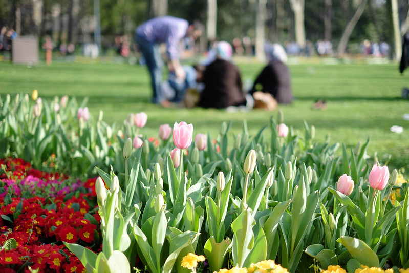 W Turcji niektórzy nadal wierzą, że tulipan ogrodowy może działać jak afrodyzjak, a płatki odmiany Tulipa vierge nosi się w portfelu lub kieszeni na szczęście. Fot. fotompue / Flickr, CC BY-ND 2.0 Deed
