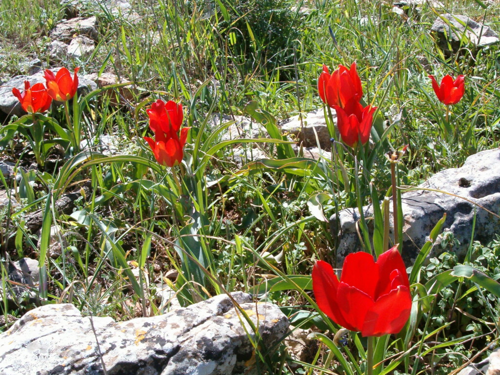 Kwitnący na jerozolimskich wzgórzach Tulipa aginensis, fot. Dror Feitelson / Wikimedia, 