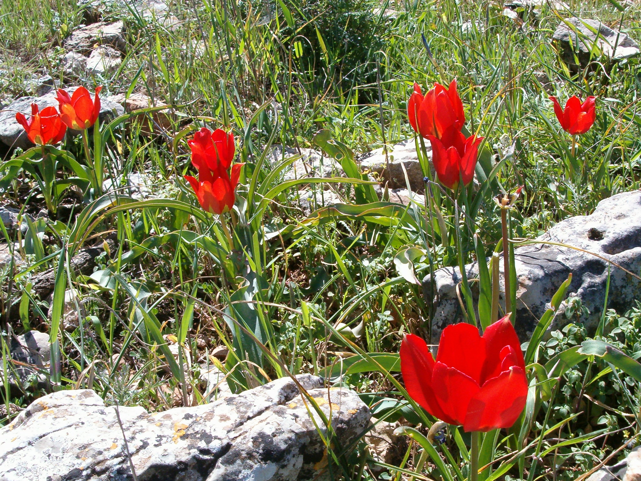 O tulipanach