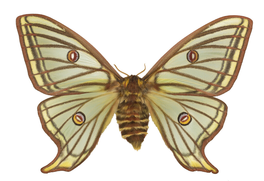 Graellsia isabellae no niezwykle piękny motyl (ćma) z gatunku pawicowatych, występujący we Francji i na Półwyspie Iberyjskim. W Hiszpanii znajduje się pod ochroną. Jej nazwa upamiętnia entemologa Mariana de la Paz Graells y de la Agüera oraz królową Izabelę II z dynastii Burbonów