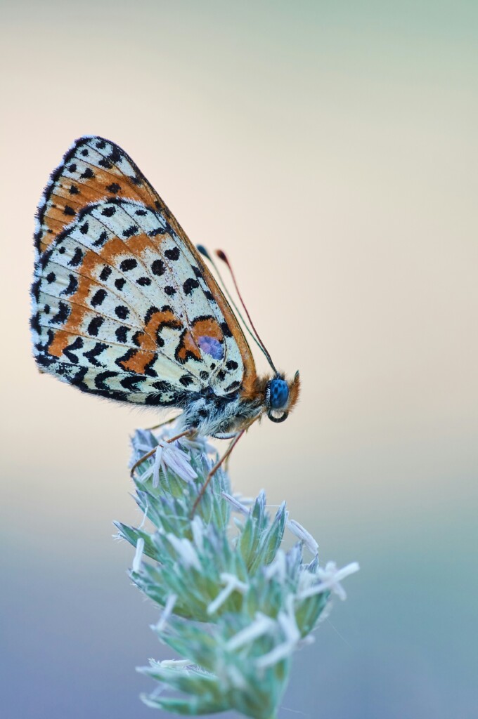 Motyl sfotografowany w Gaiole in Chianti w Toskanii 