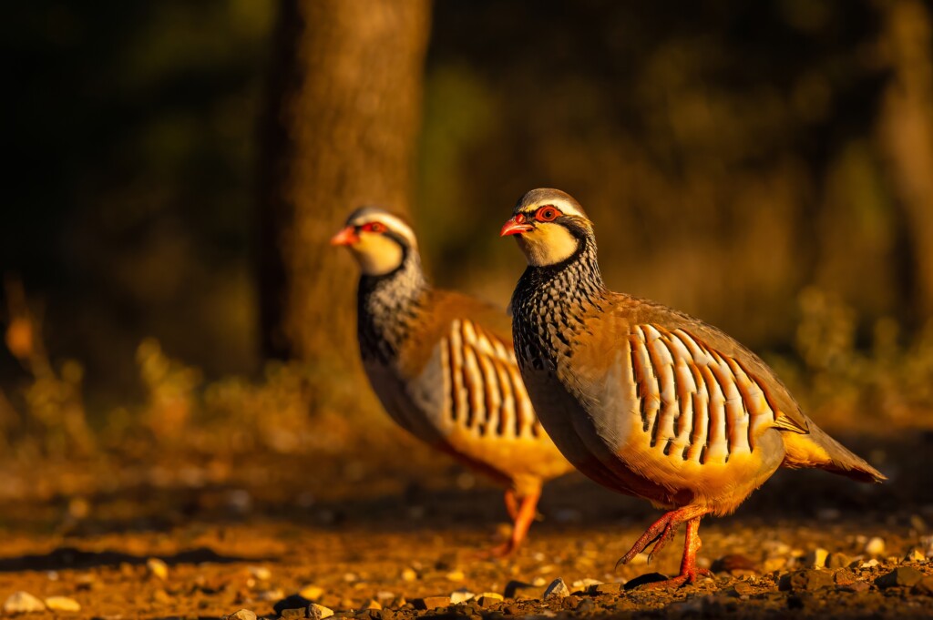 Góropatwy czerwone, fot. P. Czapczyk