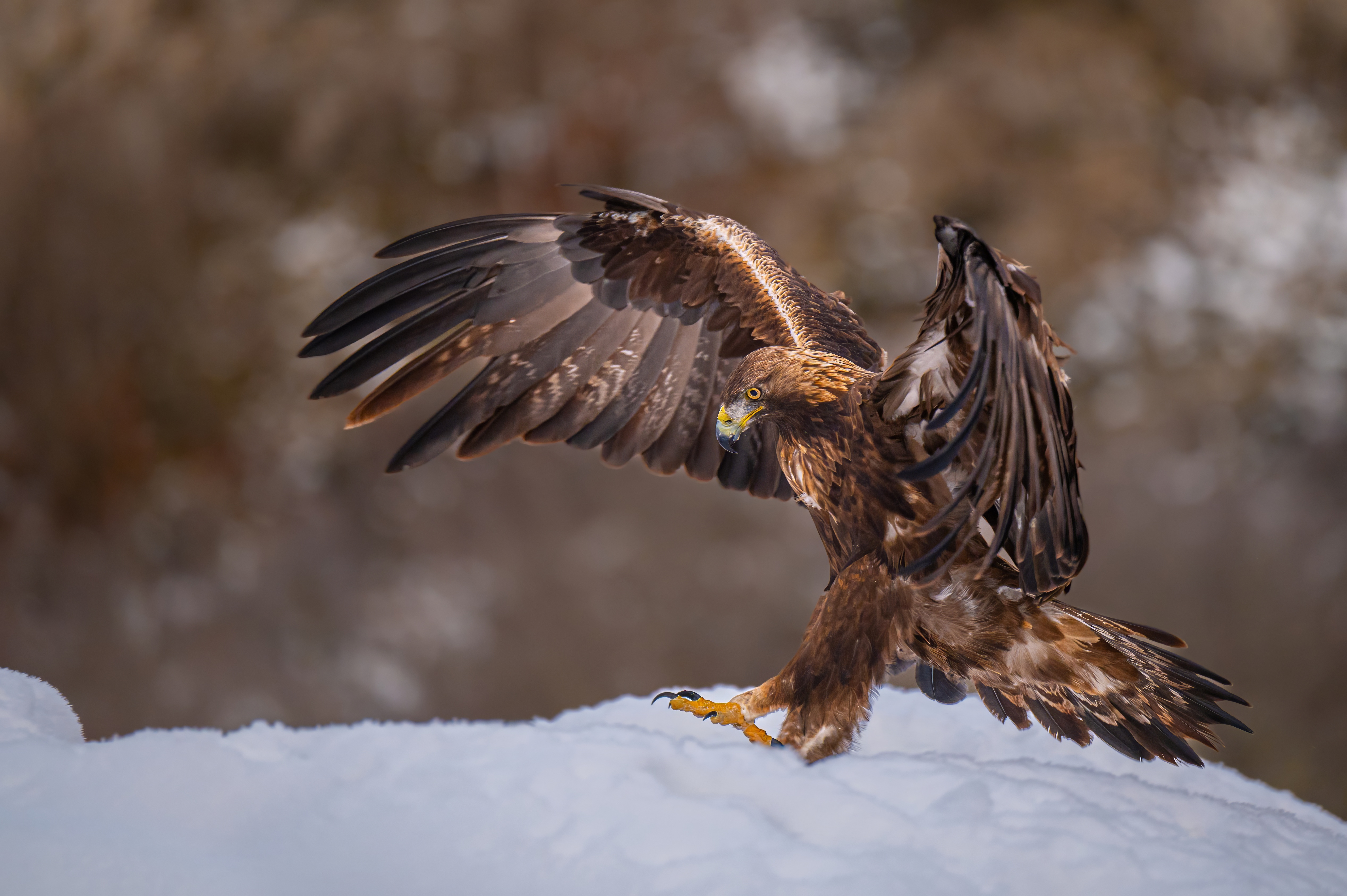 Hiszpańsko godzino, trwaj! Zapiski fotografa przyrody