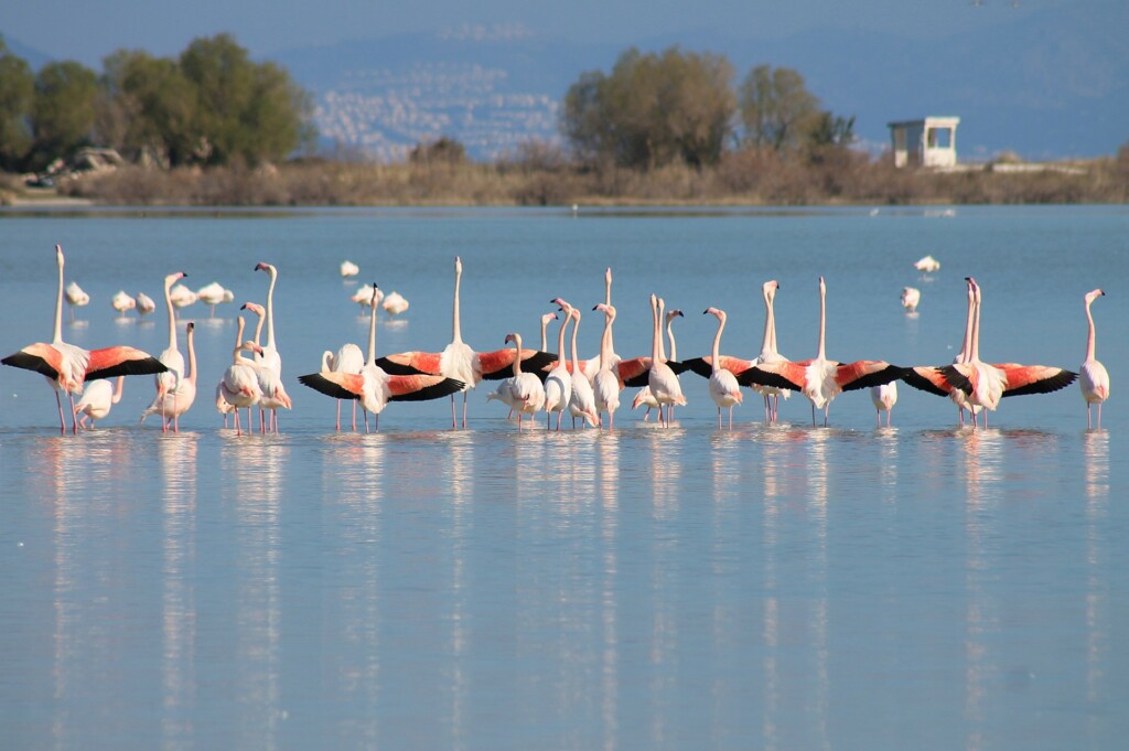 Flamingi na Kos. Fot. Tracy Gymellas