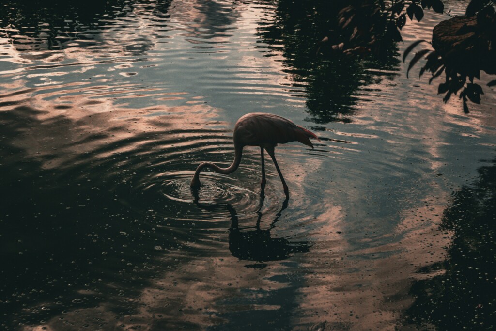 Flaming sfotografowany w Turcji