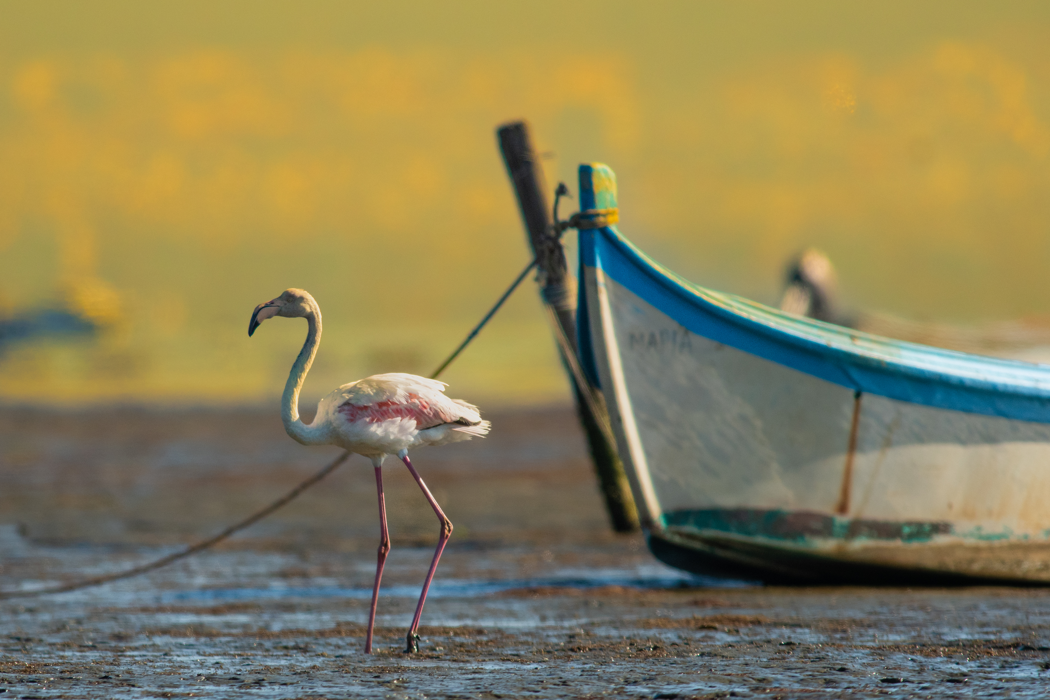 Kerkini, ach, Kerkini! Zapiski fotografa przyrody