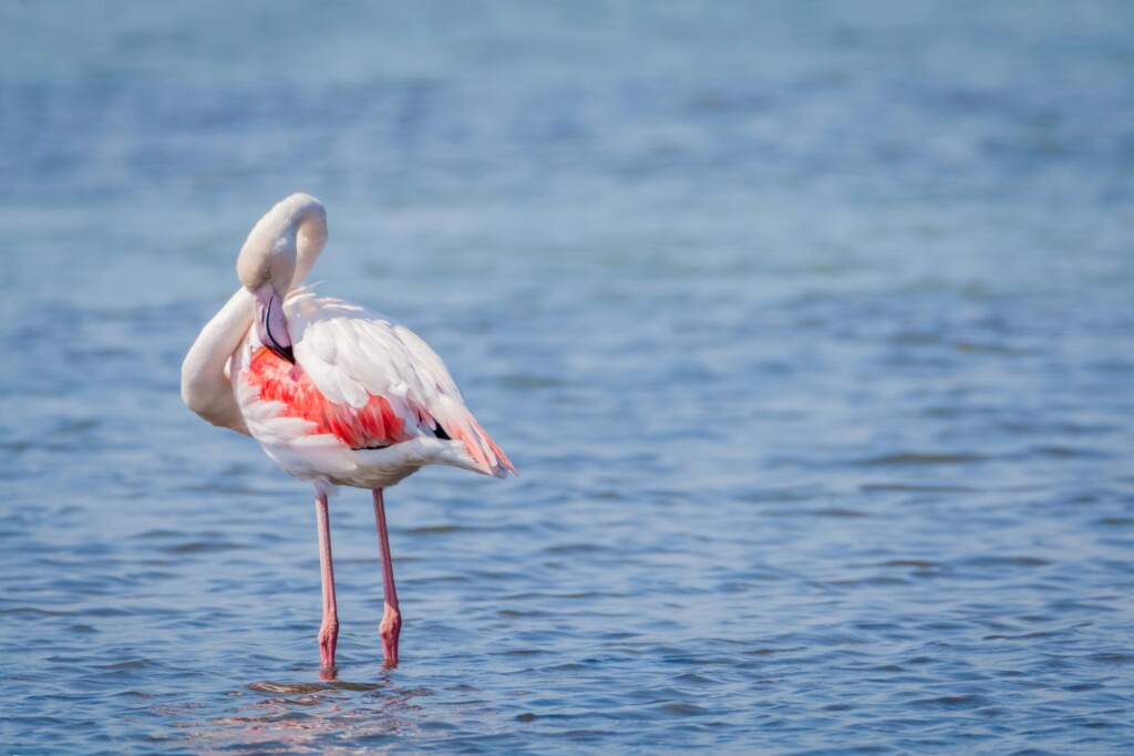 Flaming na Tourlidzie