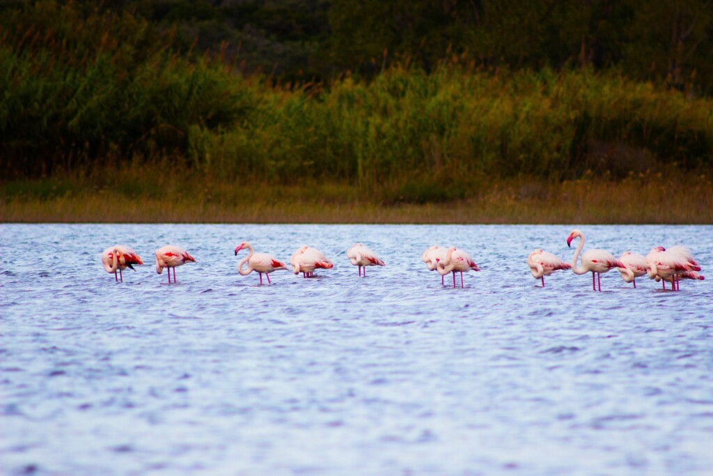 Flamingi na Korfu