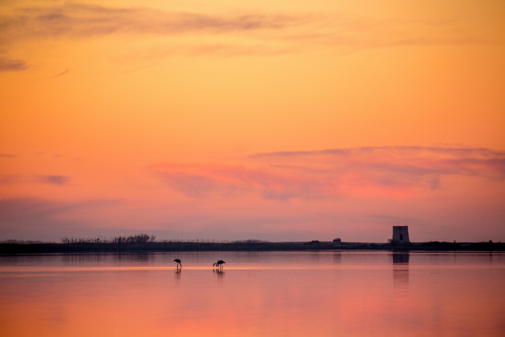 Flamingi na Lefkadzie
